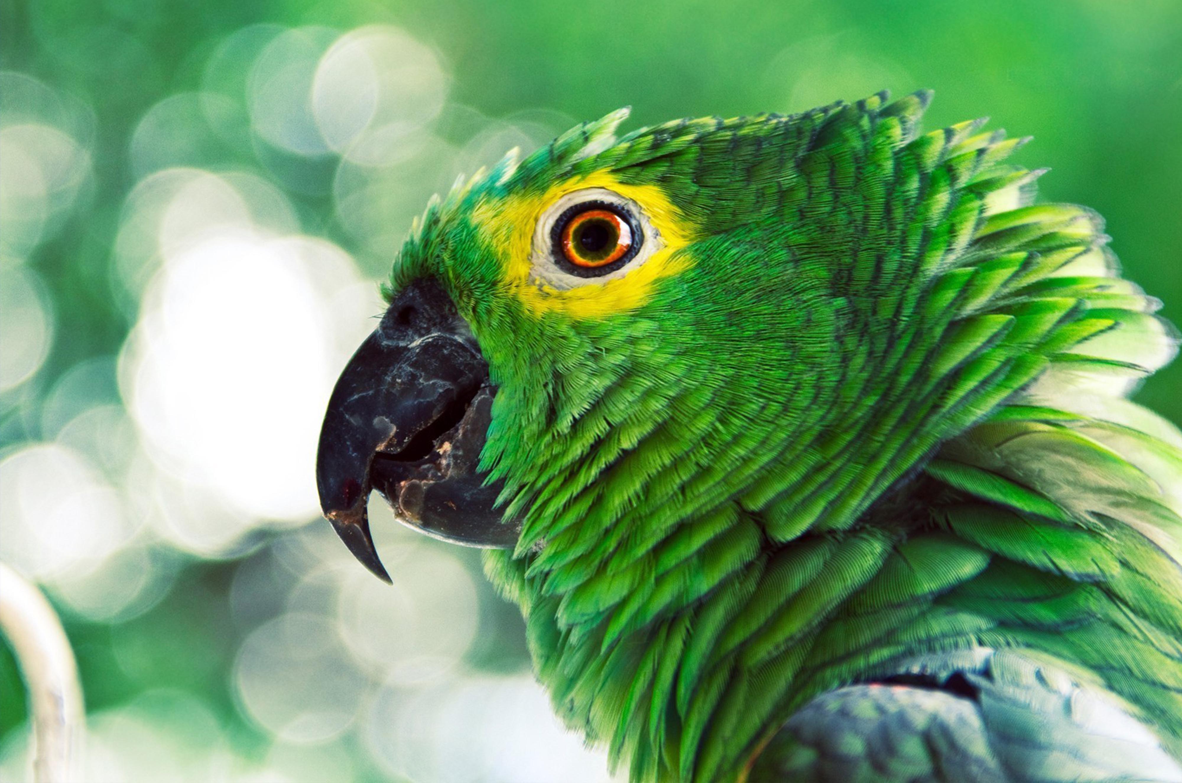 mediasection01 – Royal Avian