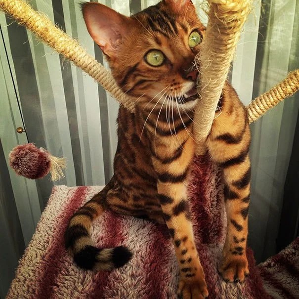 27 Facts About Bengals Royal Bengal Cattery Bengal Cats and Kittens