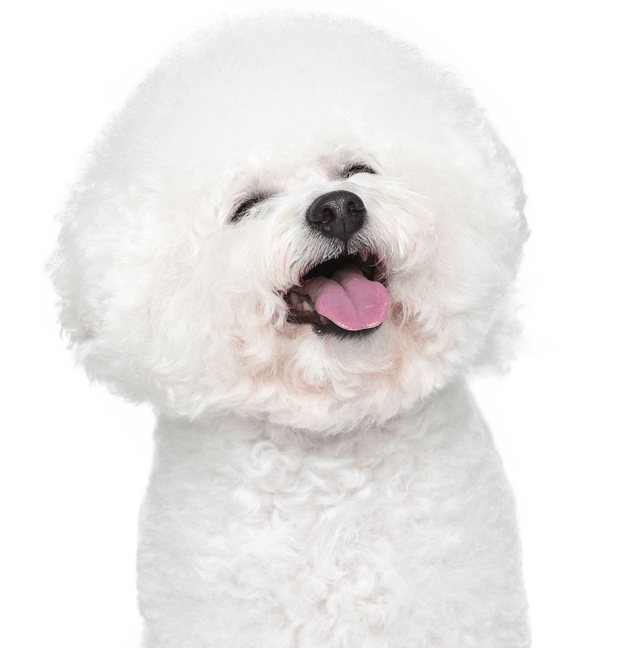 Royal Bichon Bichon Breeder Puppies for Sale in London Ontario