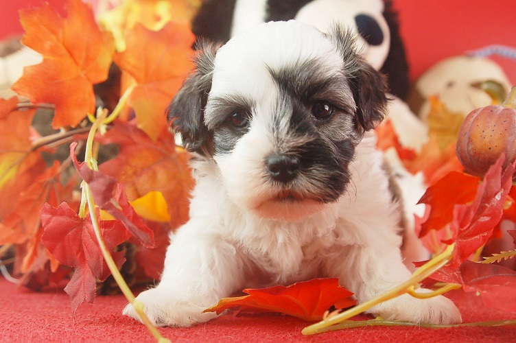 Havanese Puppies for Sale in PA Royal Flush Havanese