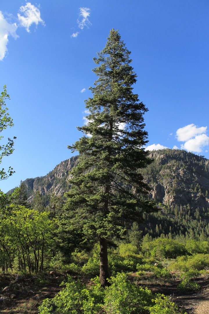 White Fir Royal Region