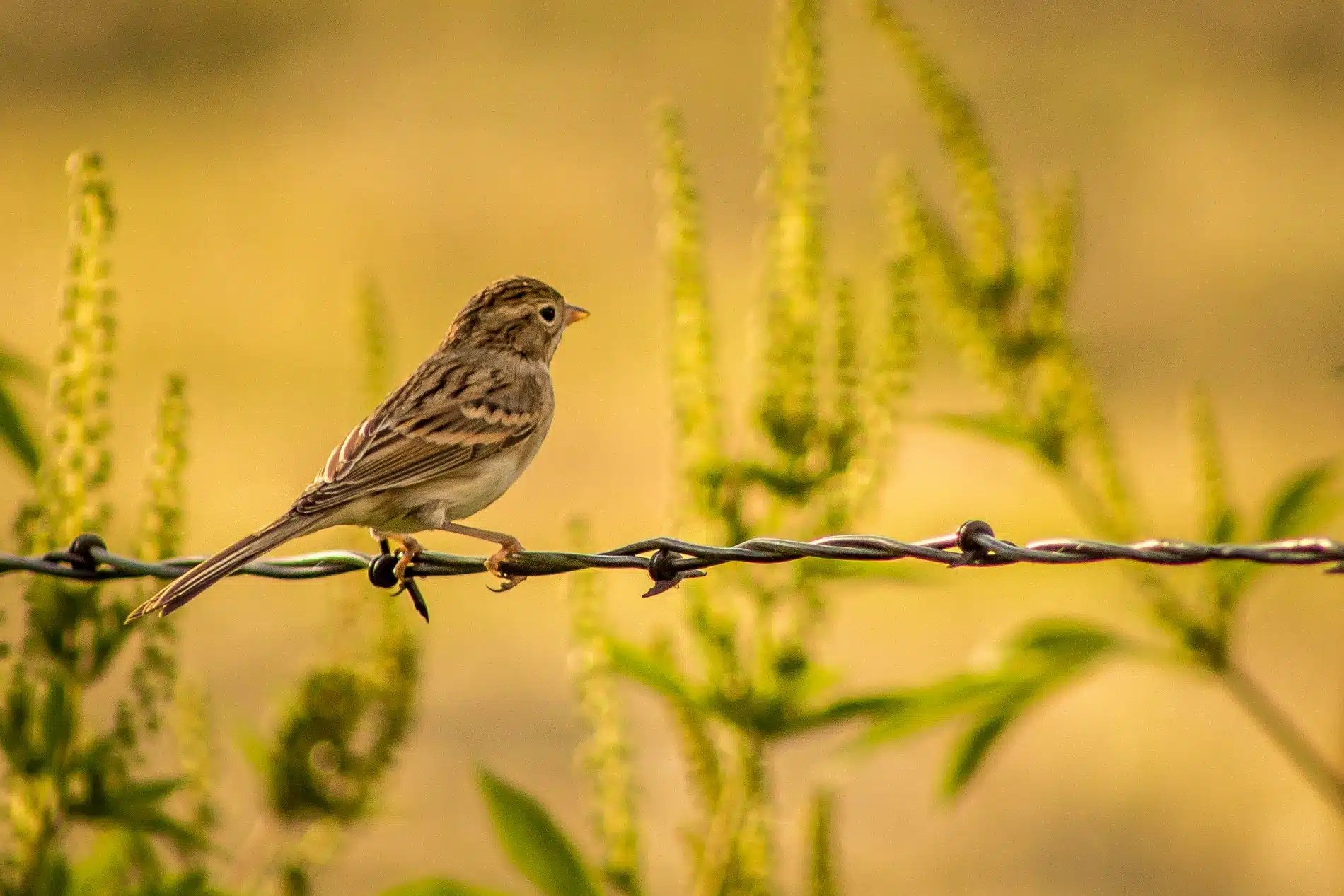 Nature & Wildlife Royal Region