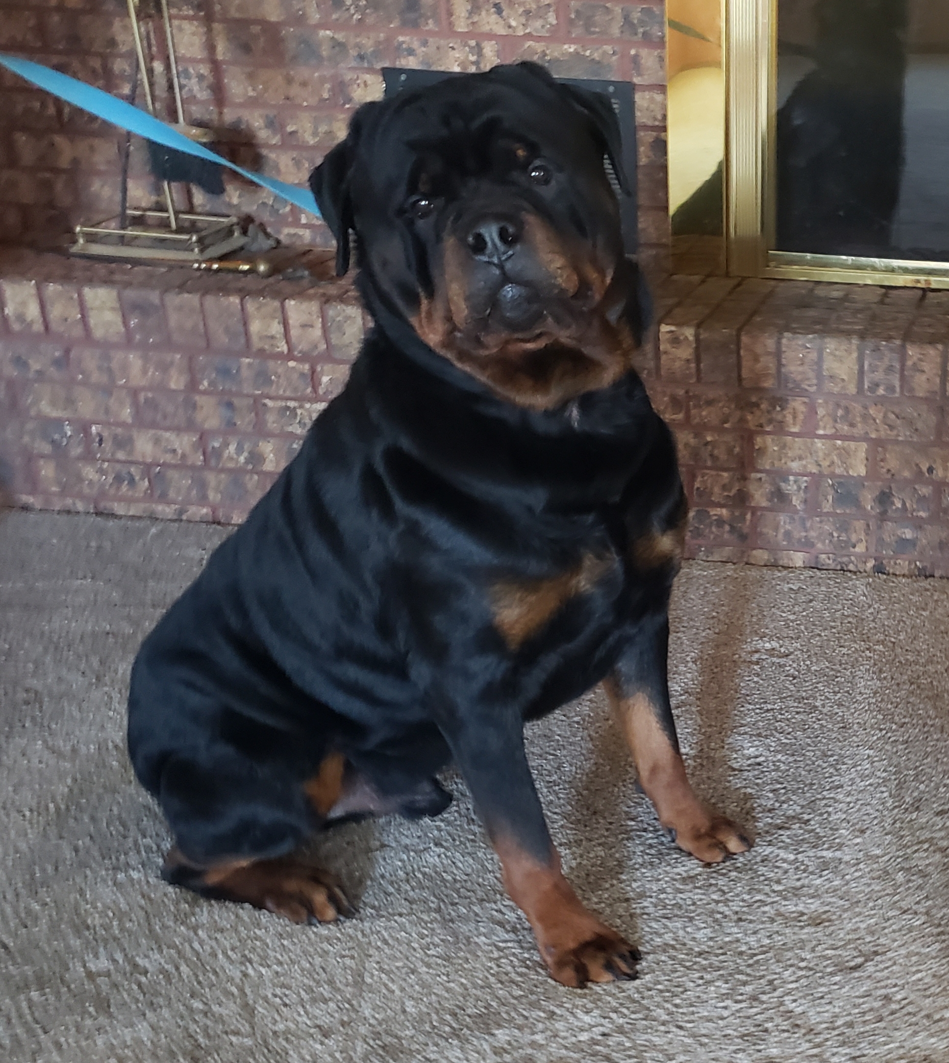 Litters Royalhaus Rottweilers