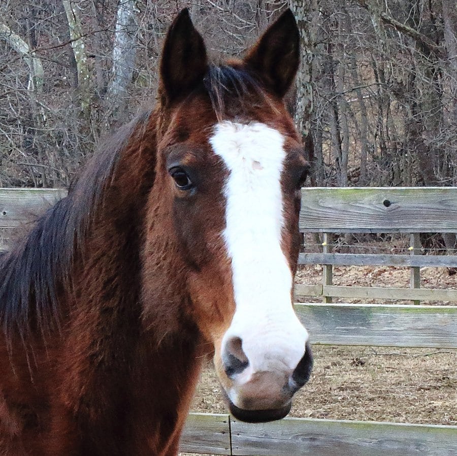 Royal Horseshoe Farm Meet the Horses! Royal Horseshoe Farm Trail