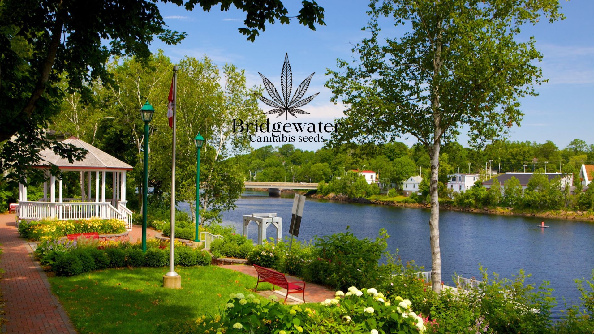 Buy Cannabis Seeds in Bridgewater, Nova Scotia Royal King Seeds