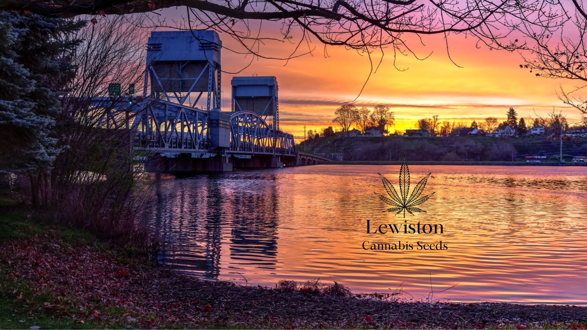 Buy Cannabis Seeds in Lewiston, Idaho Royal King Seeds Feminized