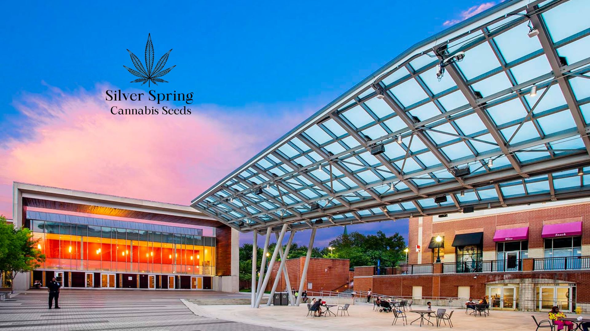 Buy Cannabis Seeds in Silver Spring, Maryland Royal King Seeds