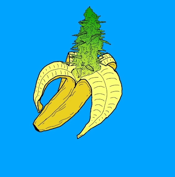 Banana Kush Strain Royal King Seeds Feminized & Autoflowering