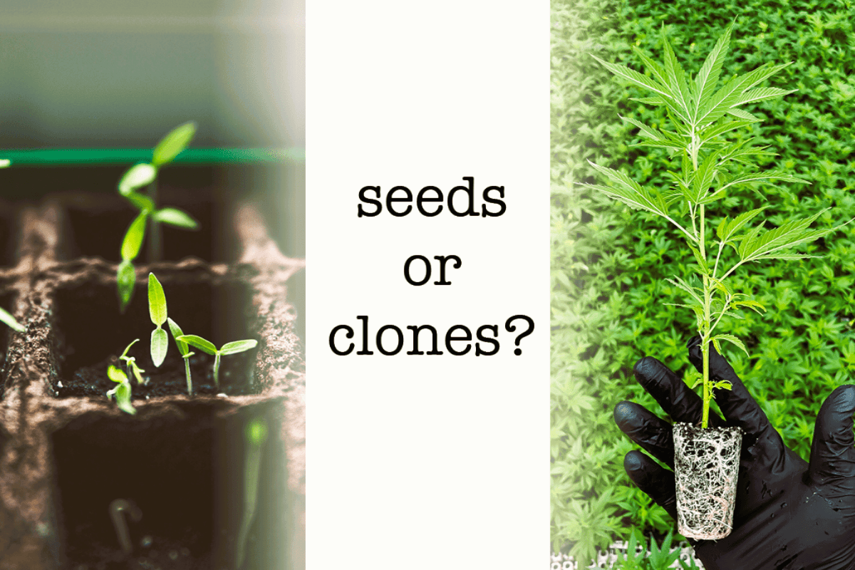 Growing Cannabis from Seed VS from Clones. Royal King Seeds Feminized & Autoflowering