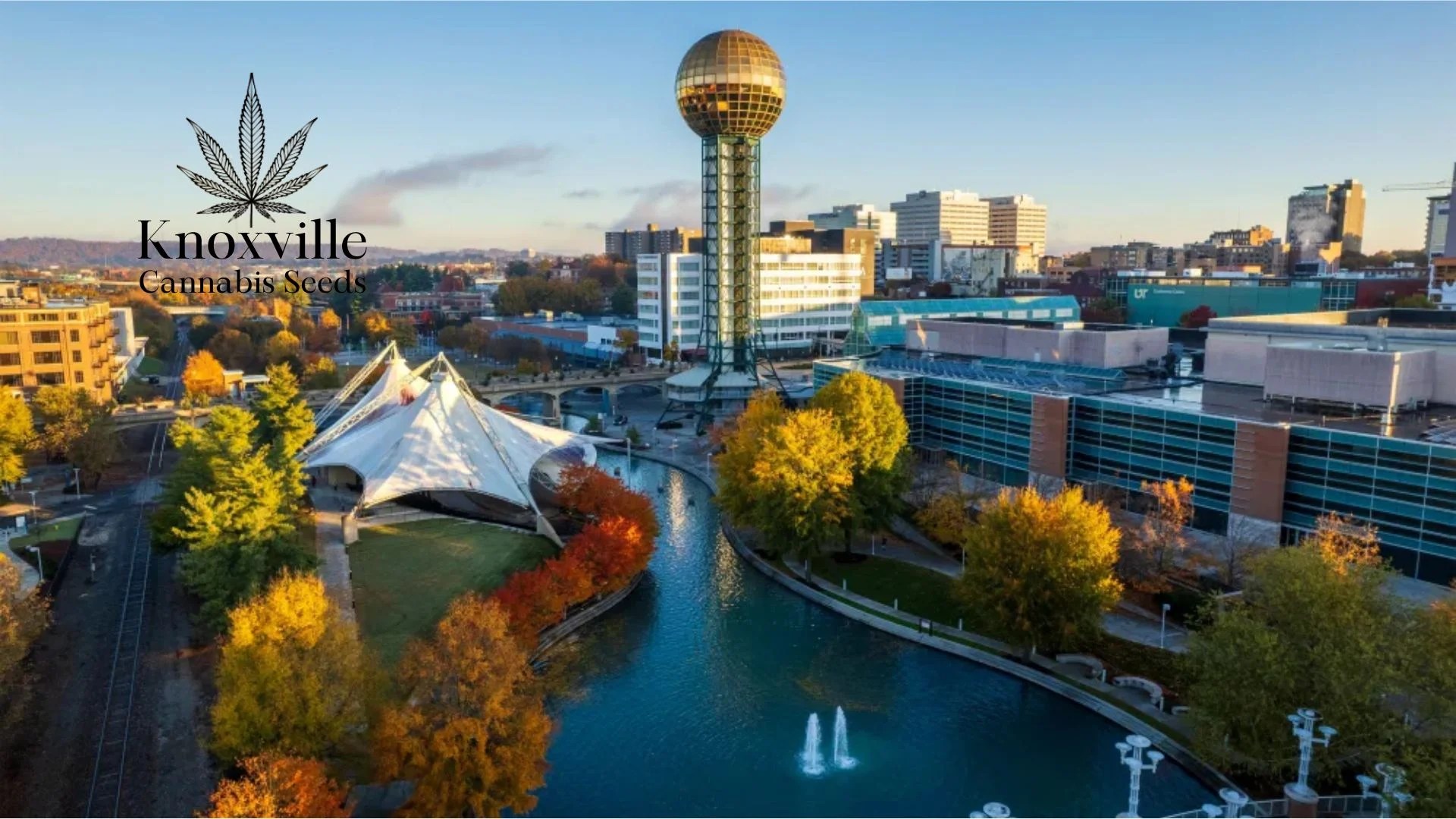 Buy Cannabis Seeds in Knoxville, Tennessee Royal King Seeds