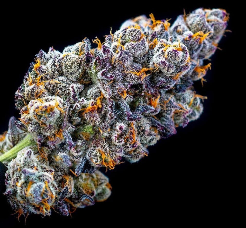 Sundae Driver Strain Royal King Seeds Feminized & Autoflowering