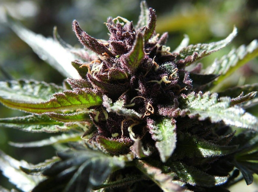 Krishna Kush Strain Information Royal King Seeds Feminized