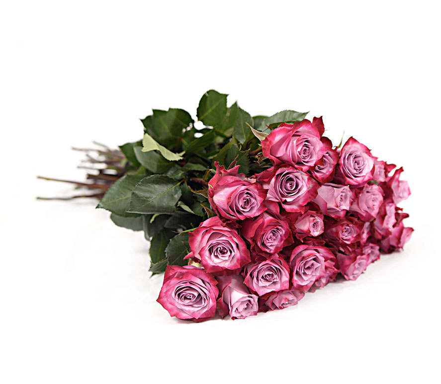 Sweet Berry Royal Roses