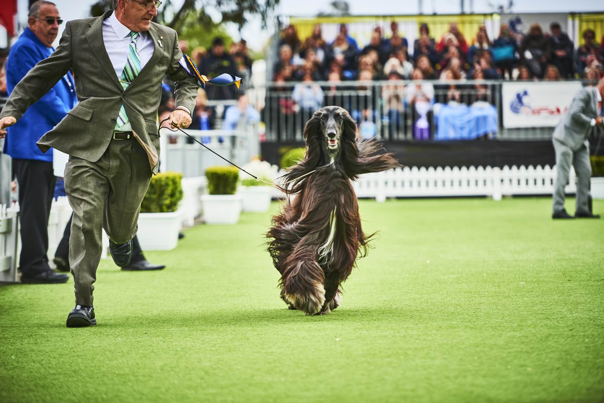 Melbourne Royal All Breeds Championship Show Melbourne Royal Show