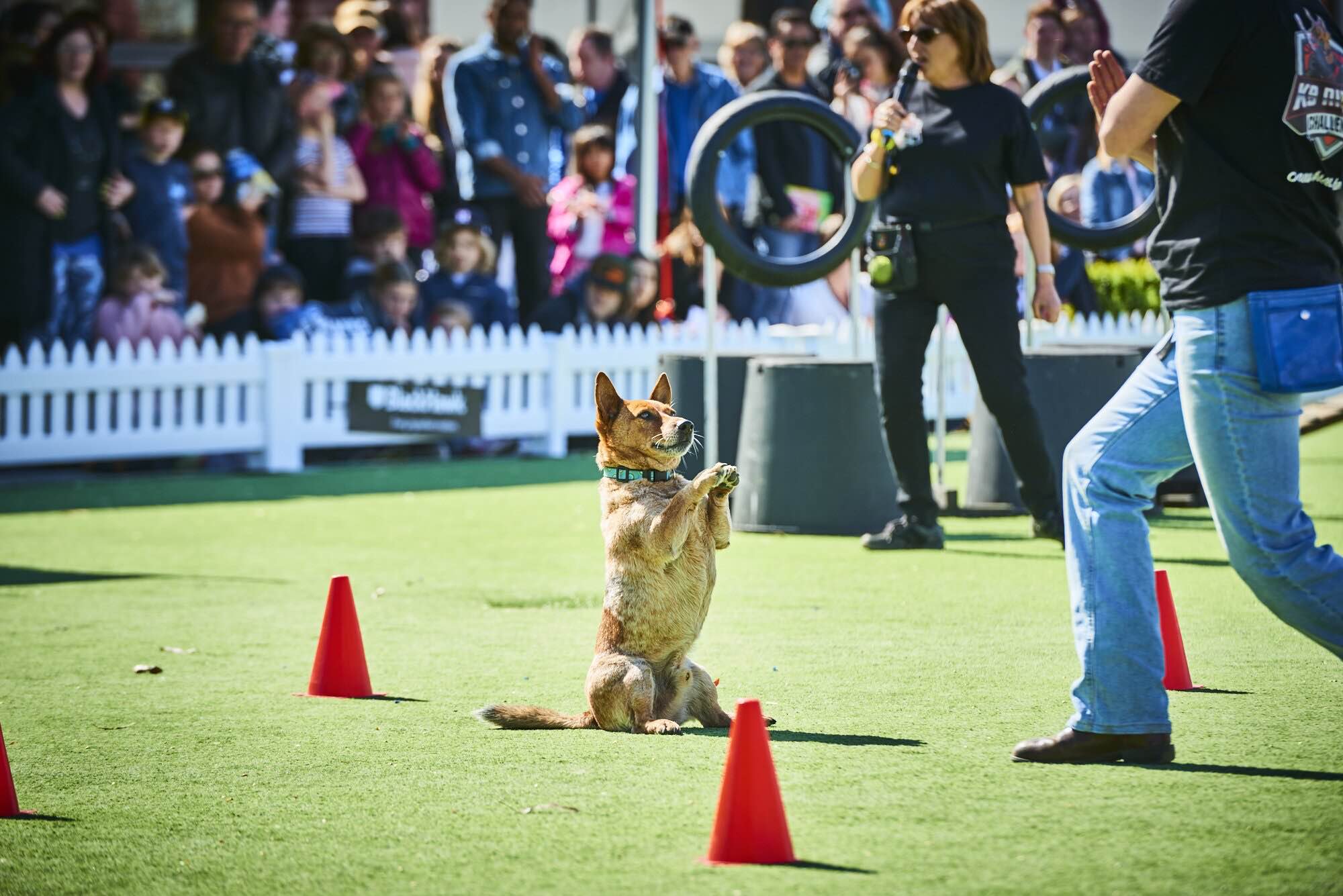 Melbourne Royal All Breeds Championship Show Melbourne Royal Show