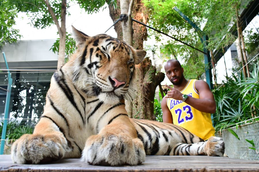 Tiger Park Pattaya admission tickets Book Now Royal Vacation