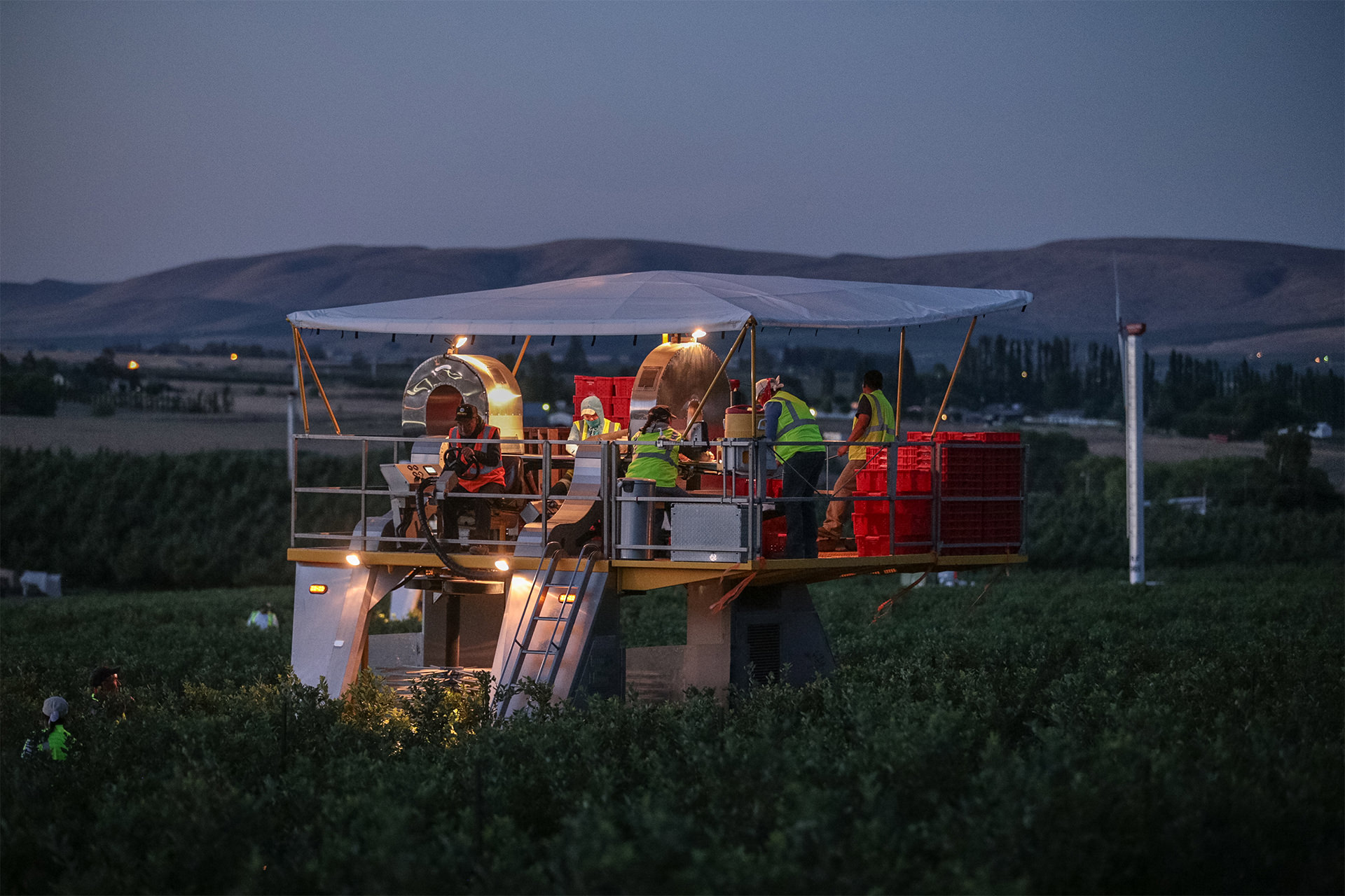 Blueberries Roy Farms
