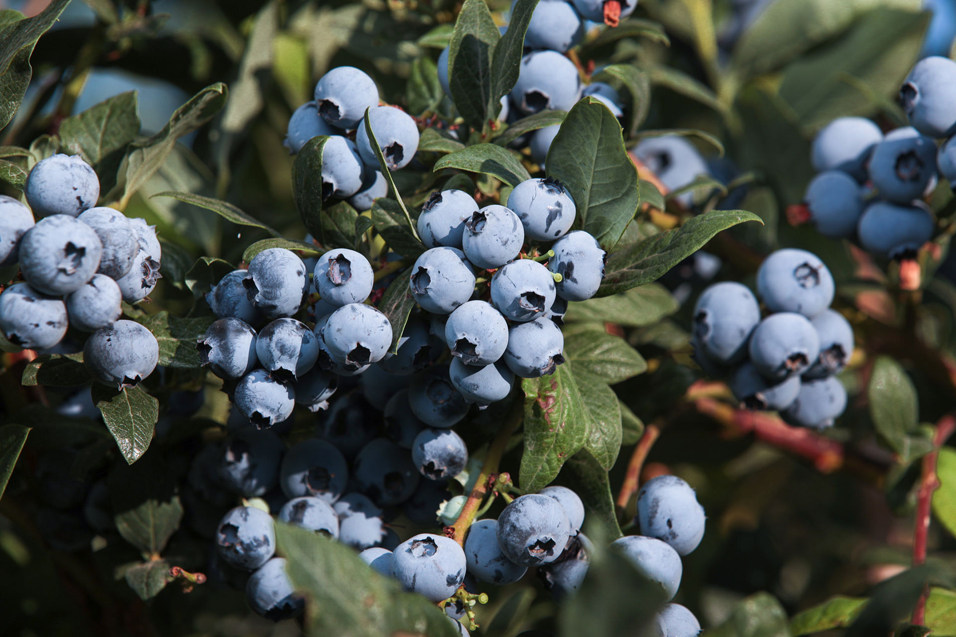 Blueberries Roy Farms