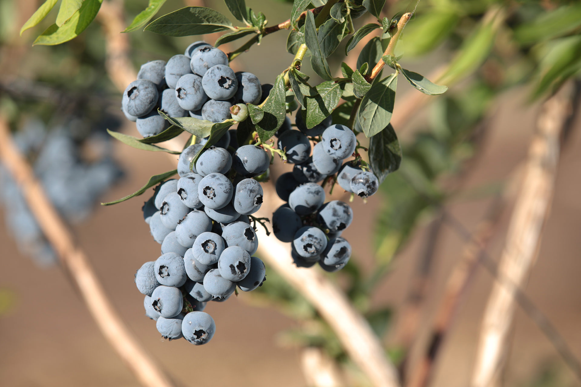Blueberries Roy Farms