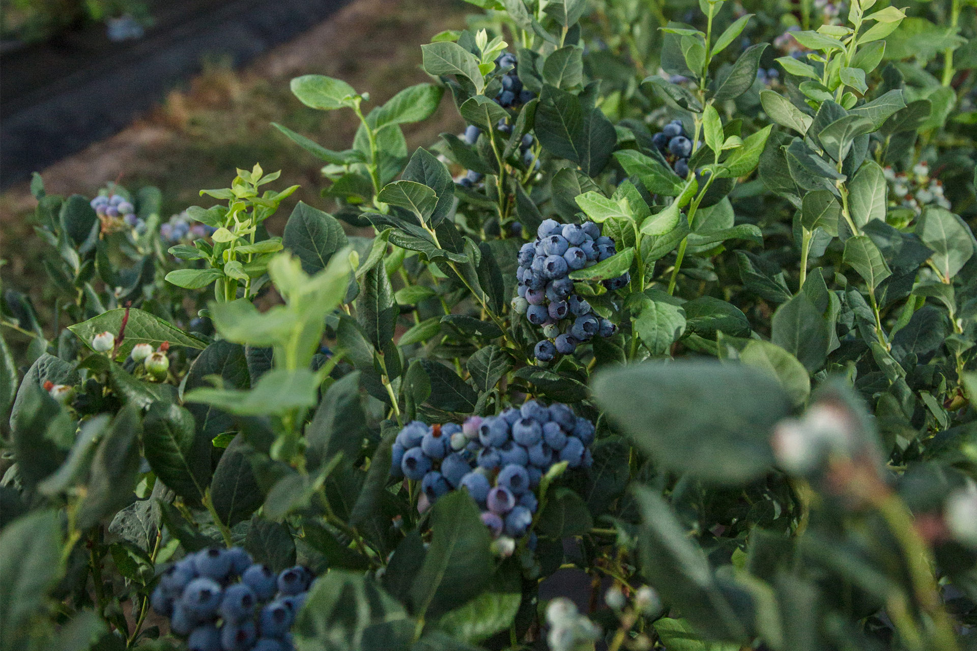 Blueberries Roy Farms
