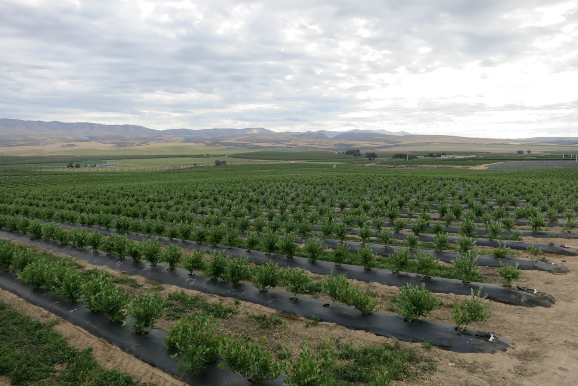 2 Year Old Blueberry Bushes... Roy Farms