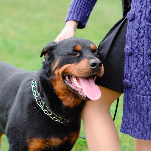Rottweiler Dog Training With Royvon Dog Training and Hotels