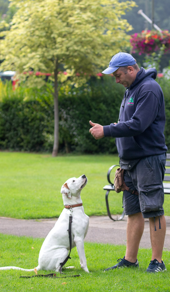 Residential Dog Training FAQs Royvon Dog Training & Hotels