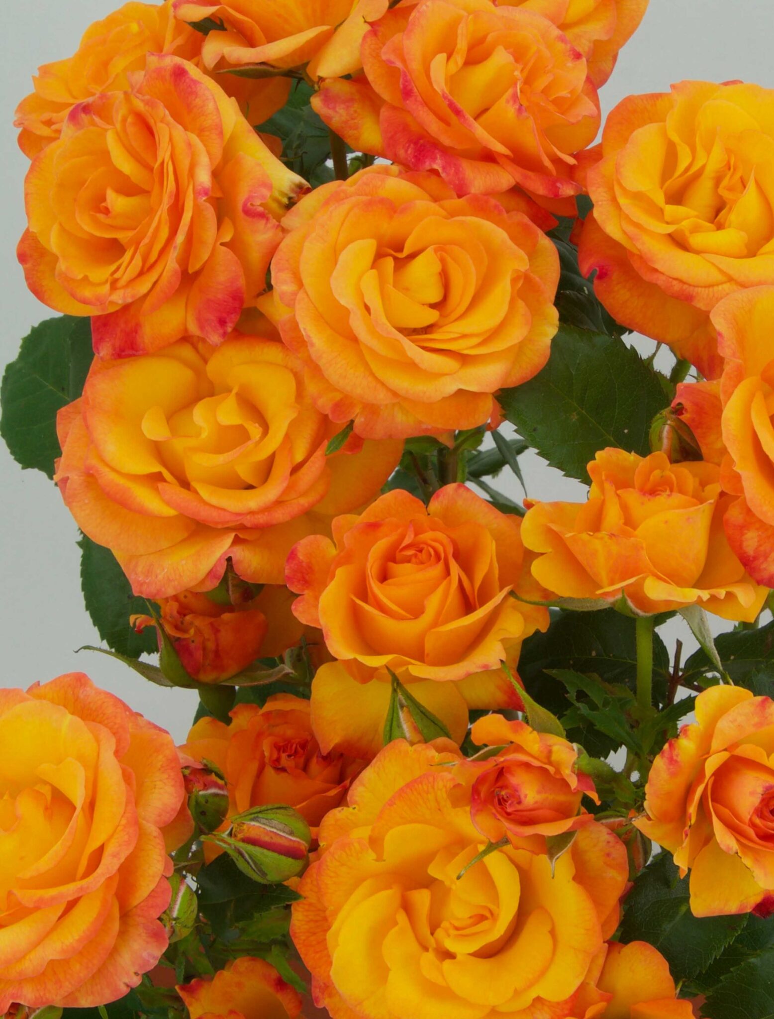 Midnight Sun® Jan Spek Rozen