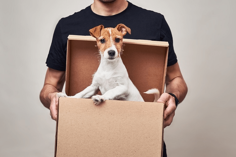 How to choose the right pet shipping company? rpg creative
