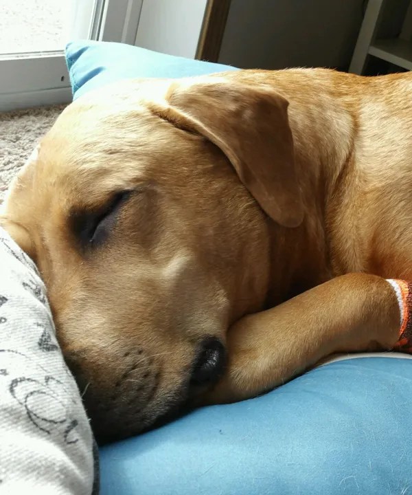 Remington Red River Animal Emergency Hospital