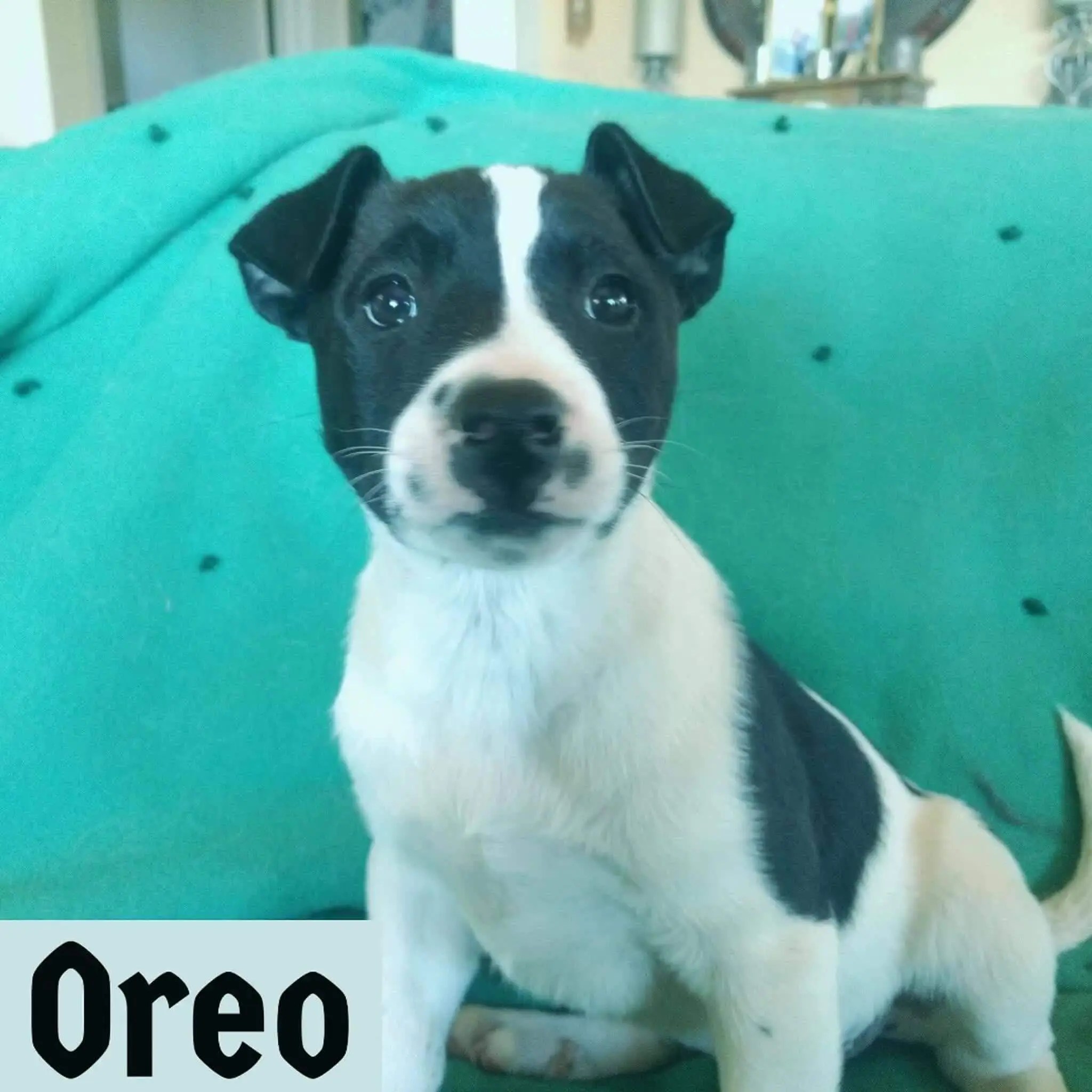 And here are the close ups of the Siskiyou county Rescue Ranch Inc.