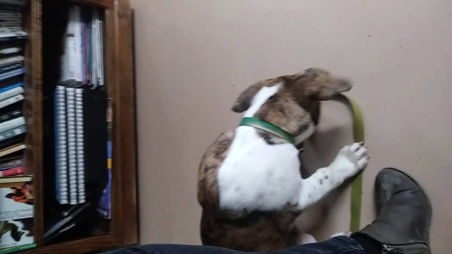 SOS found puppy on railroad tracks in Montague Rescue Ranch Inc.