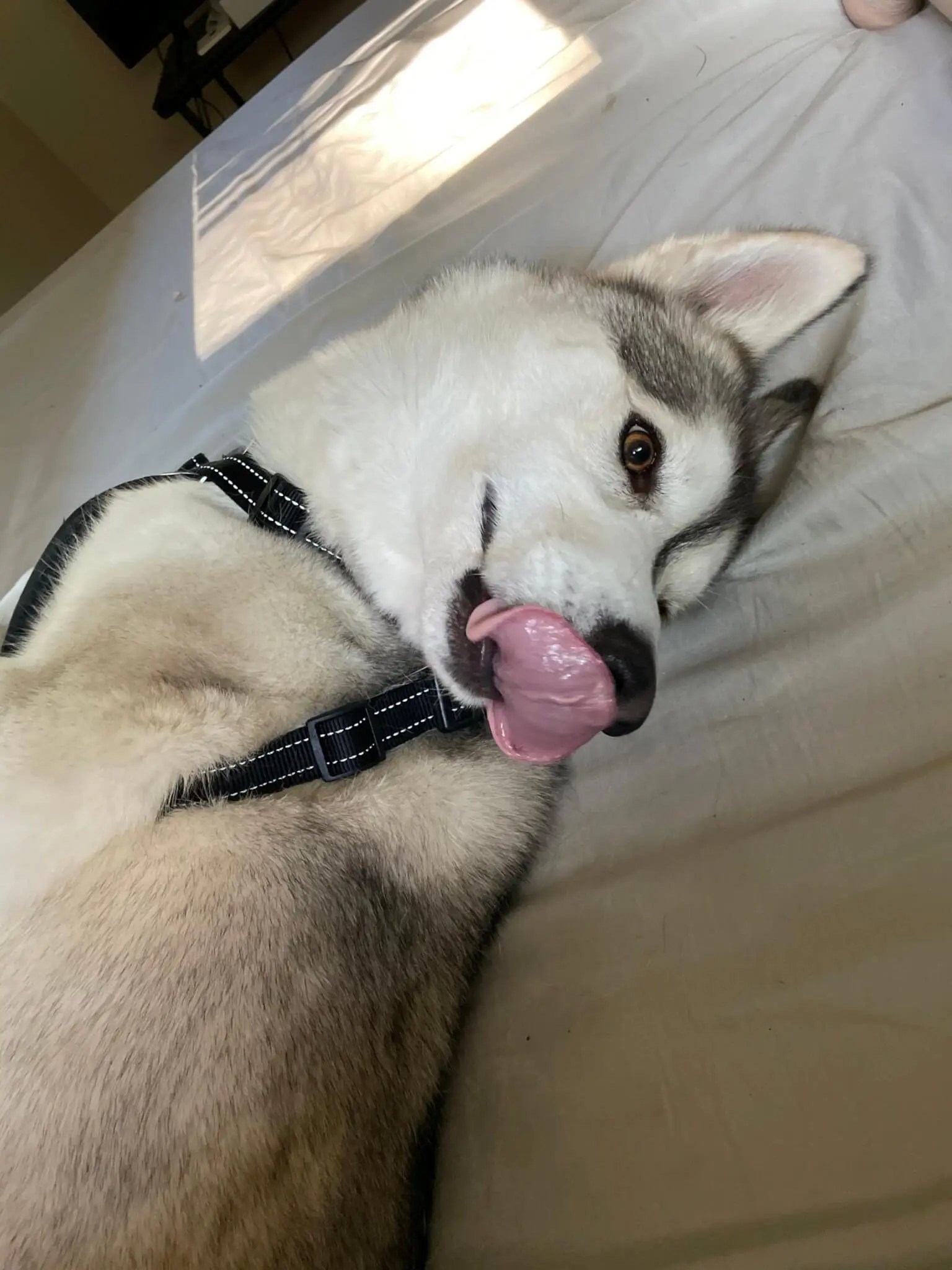 Rehome Rehoming loving husky Kodi Rescue Ranch Inc.