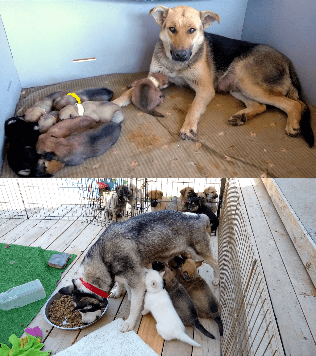 How Do Puppies Show They Love You