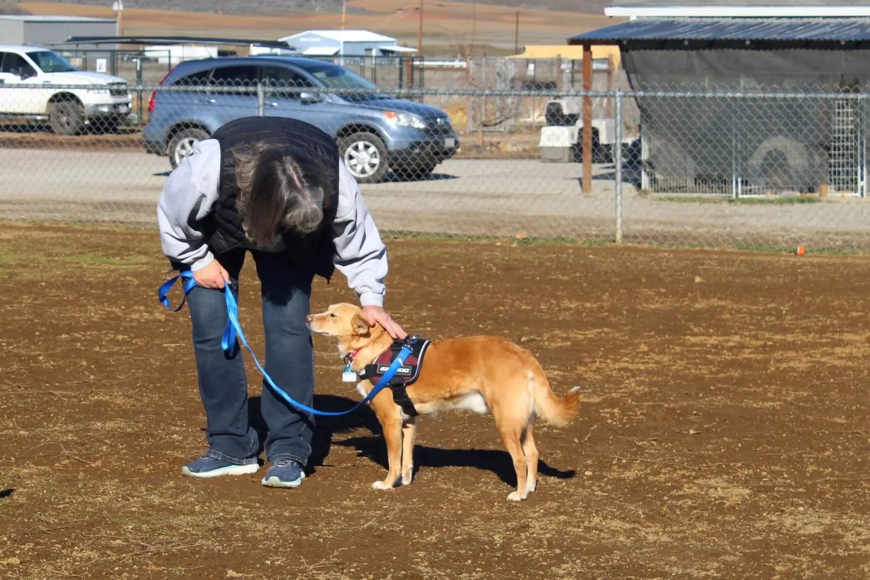 Did You Know Rescue Ranch Offers Free Dog Socialization Classes?