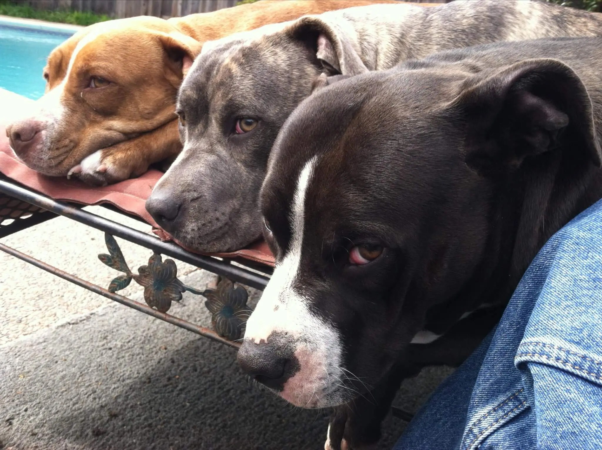 Great loving dogs with humans but not good with other