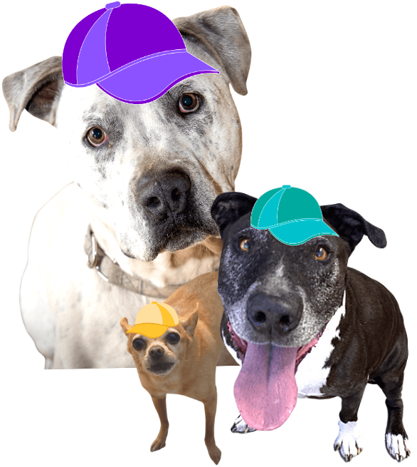 Kennel Squad Monthly Donation Program Rescue Ranch Inc.