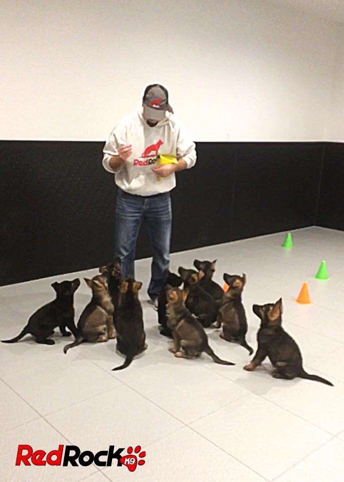 Red Rock K9 Advantage Red Rock K9