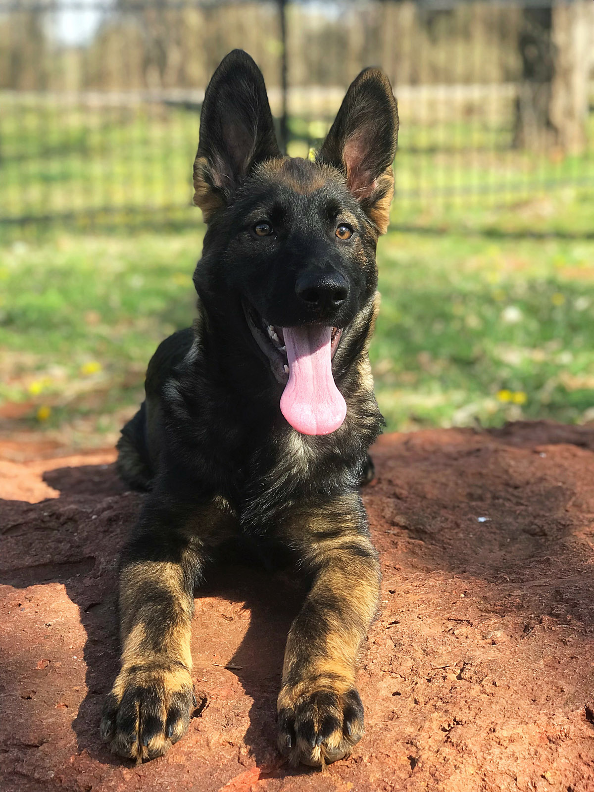 Red Rock K9 Advantage Red Rock K9