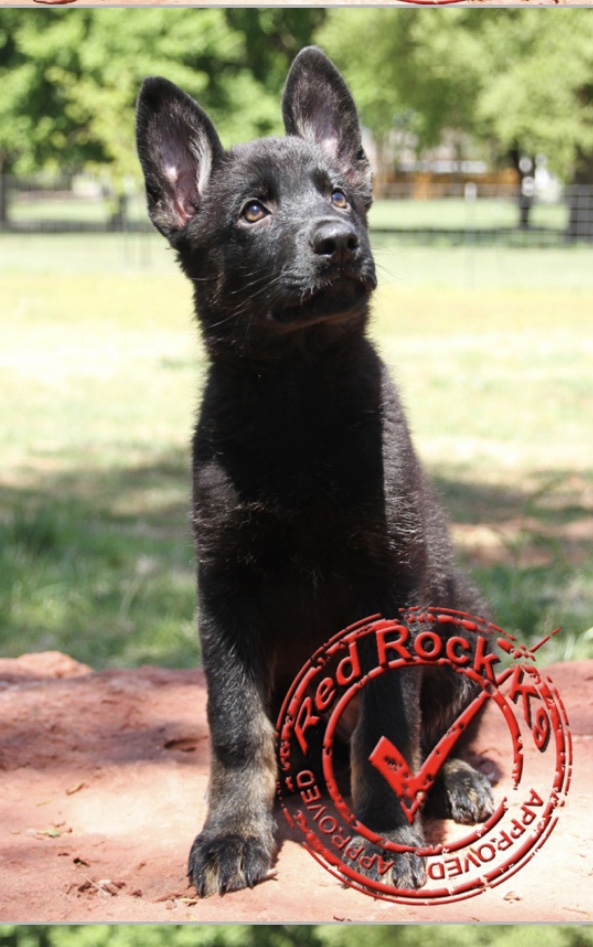 Red Rock K9 Advantage Red Rock K9