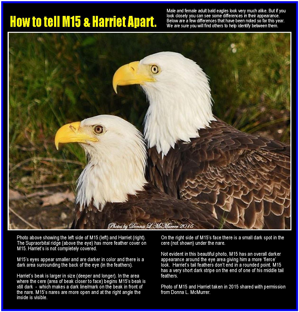 cam on the Bald Eagle’s nest in the Southwest Florida (USA)