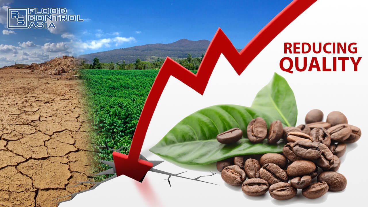 Coffee and Climate The Extinction of Coffee? KLIPP.tv