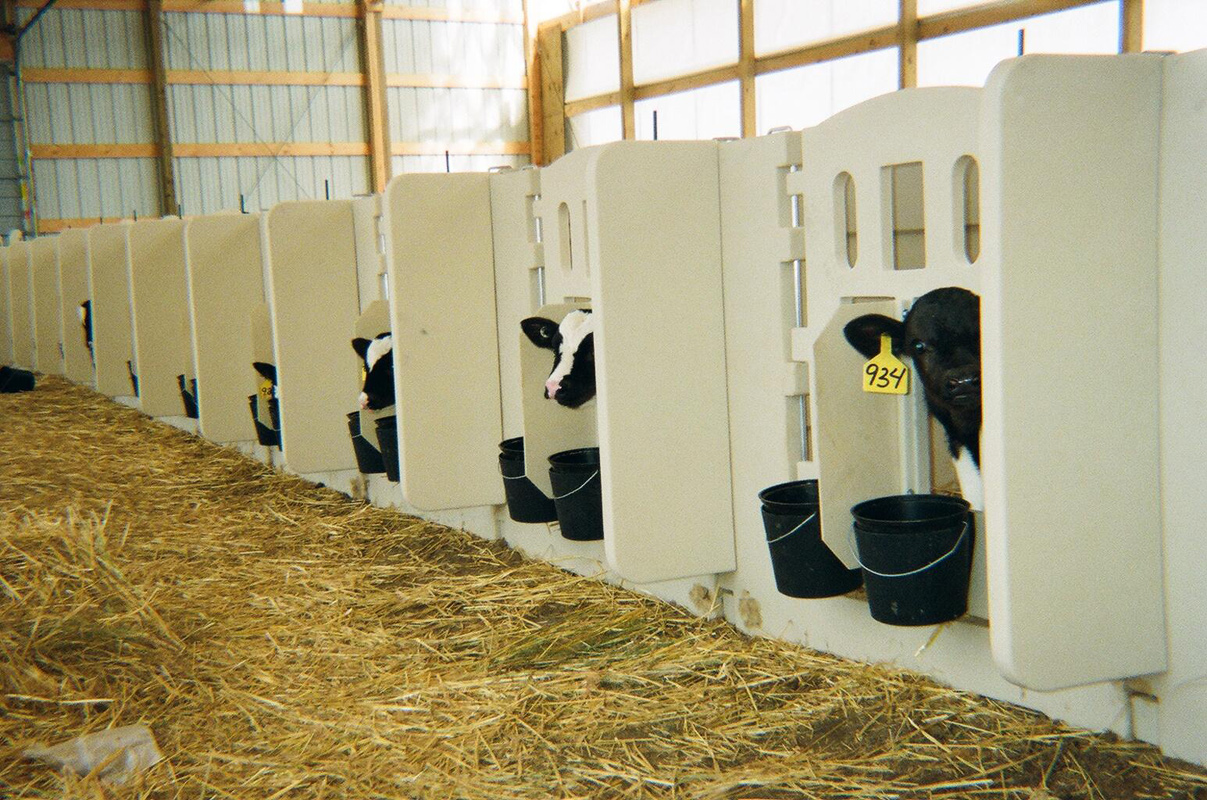 RSI Calf Systems Calf Pens