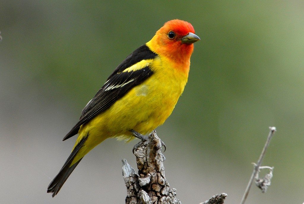 THE WESTERN TANAGER Riverside Center for Imaginative Learning