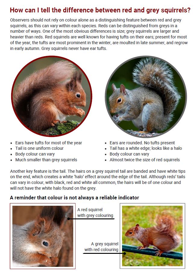 Red Squirrel Vs Grey Squirrel