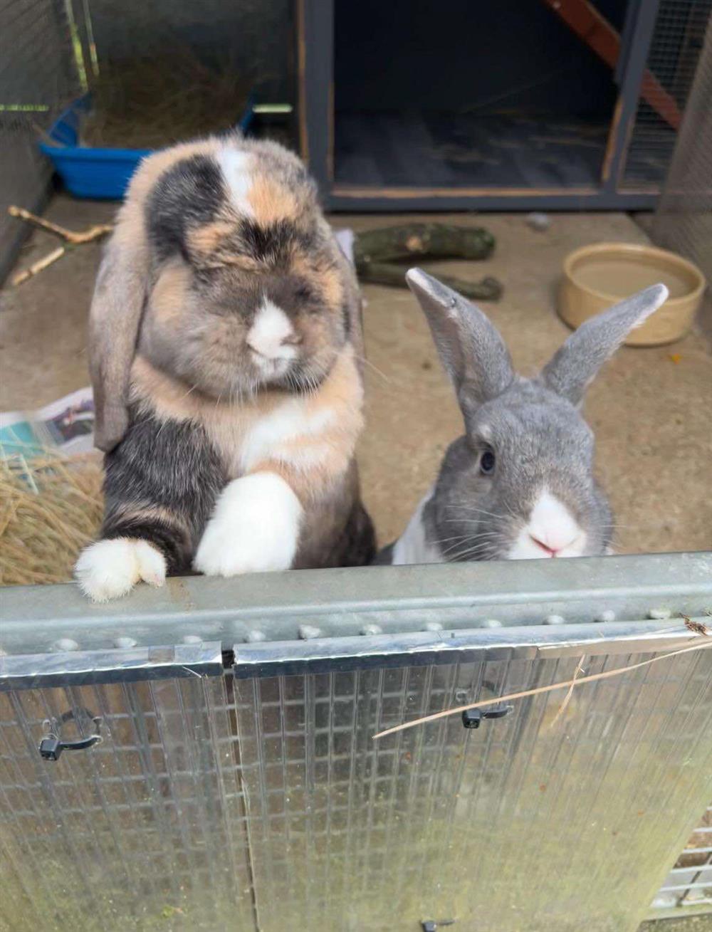 Biscoff and Frank is looking for a new home RSPCA Suffolk Central