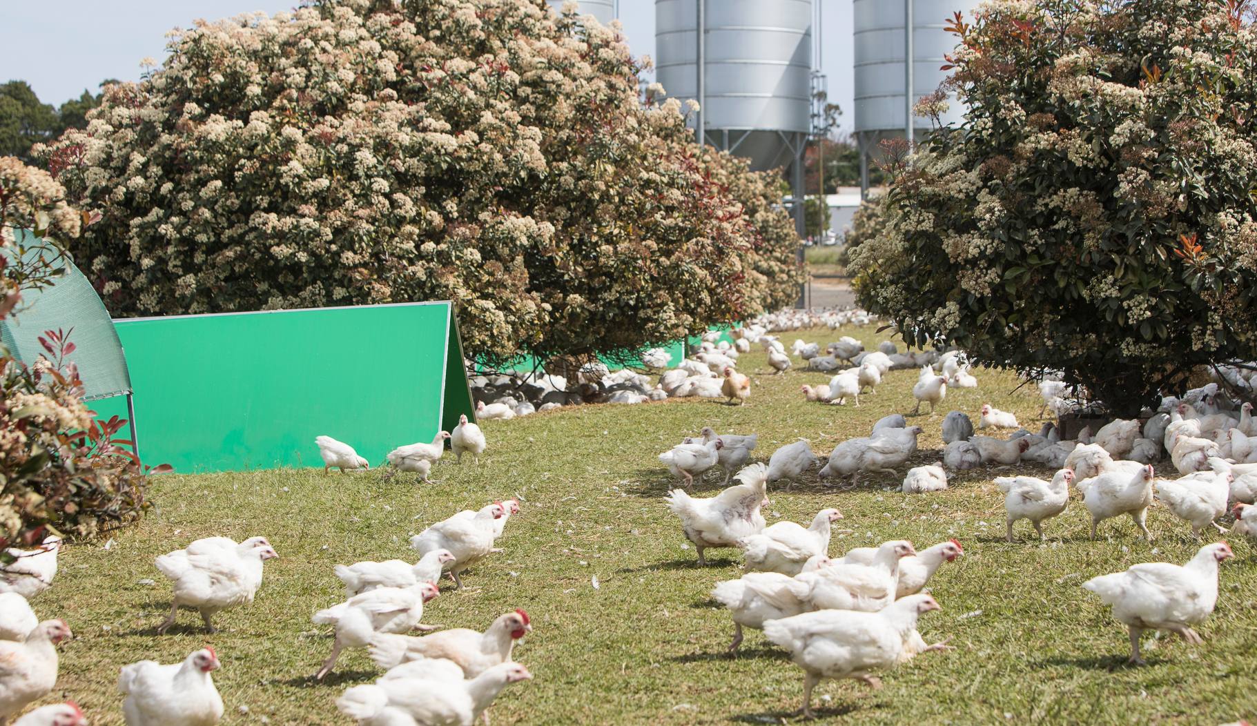 Coles launches Slow Hills Chicken Latest News RSPCA Approved