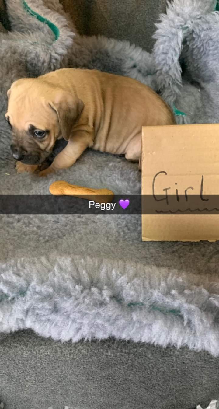 Puppies Rehomed RSPCA Tameside and Glossop Branch