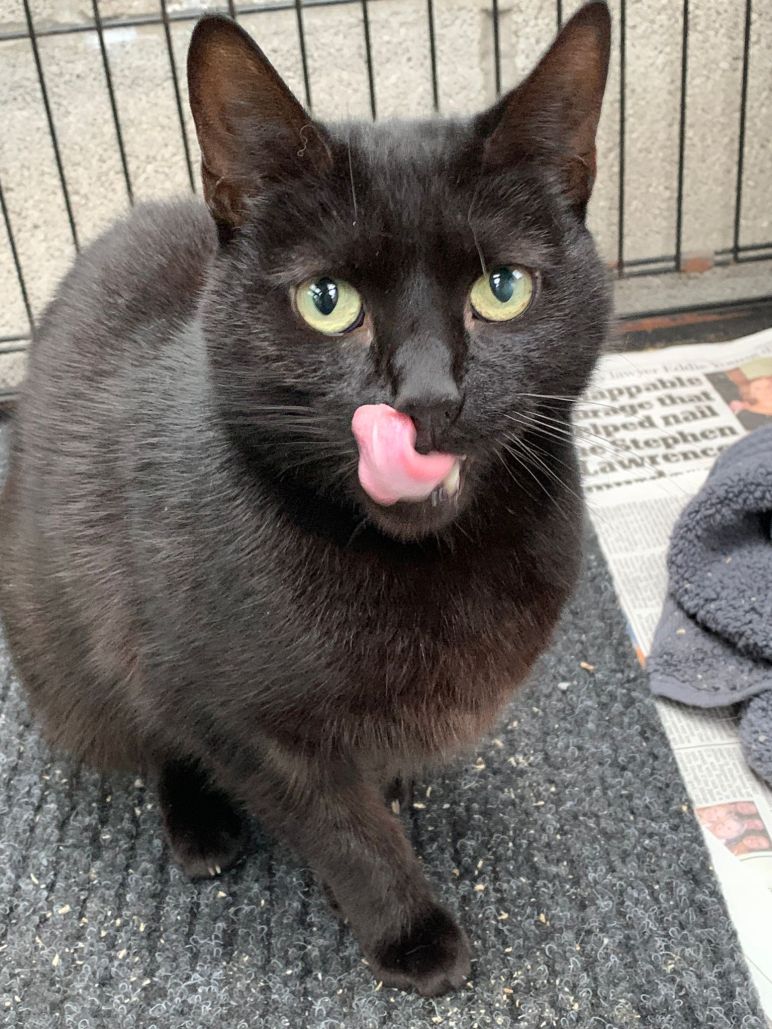 Adopt a Cat RSPCA Tameside and Glossop Branch