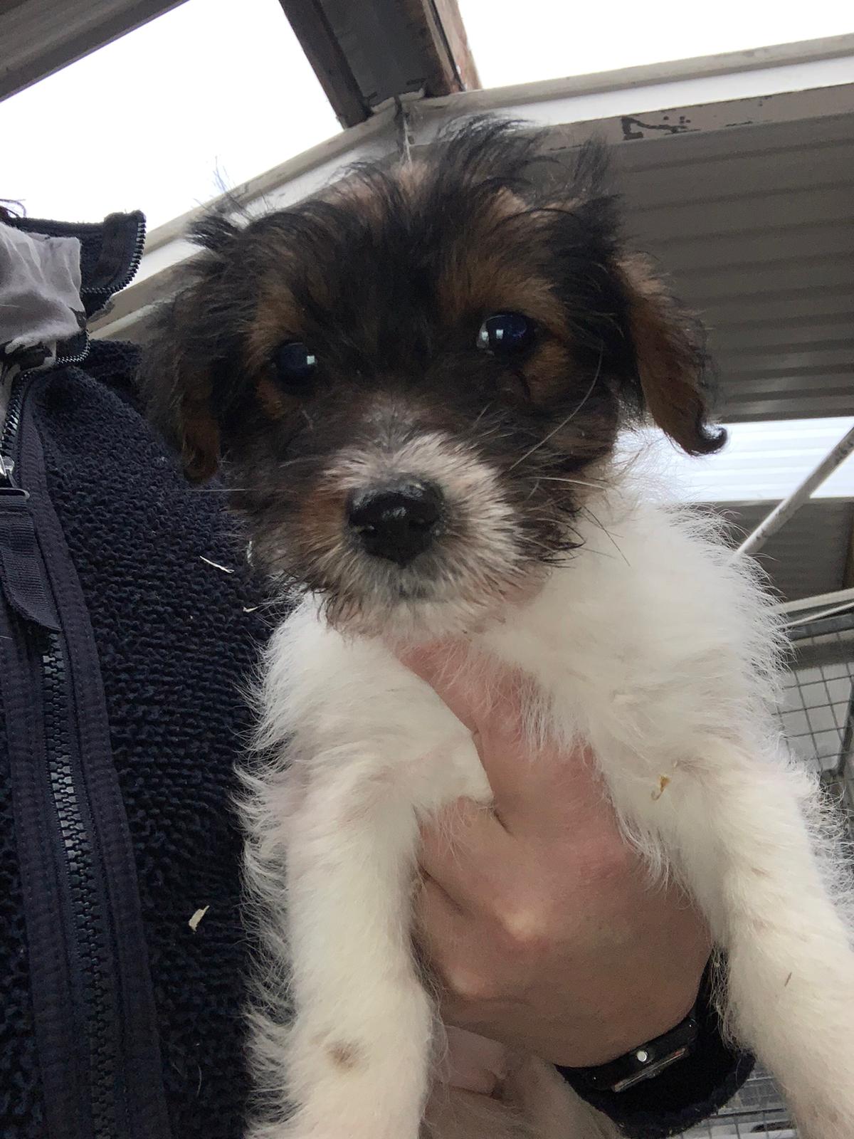 Adopt a Dog RSPCA Tameside and Glossop Branch